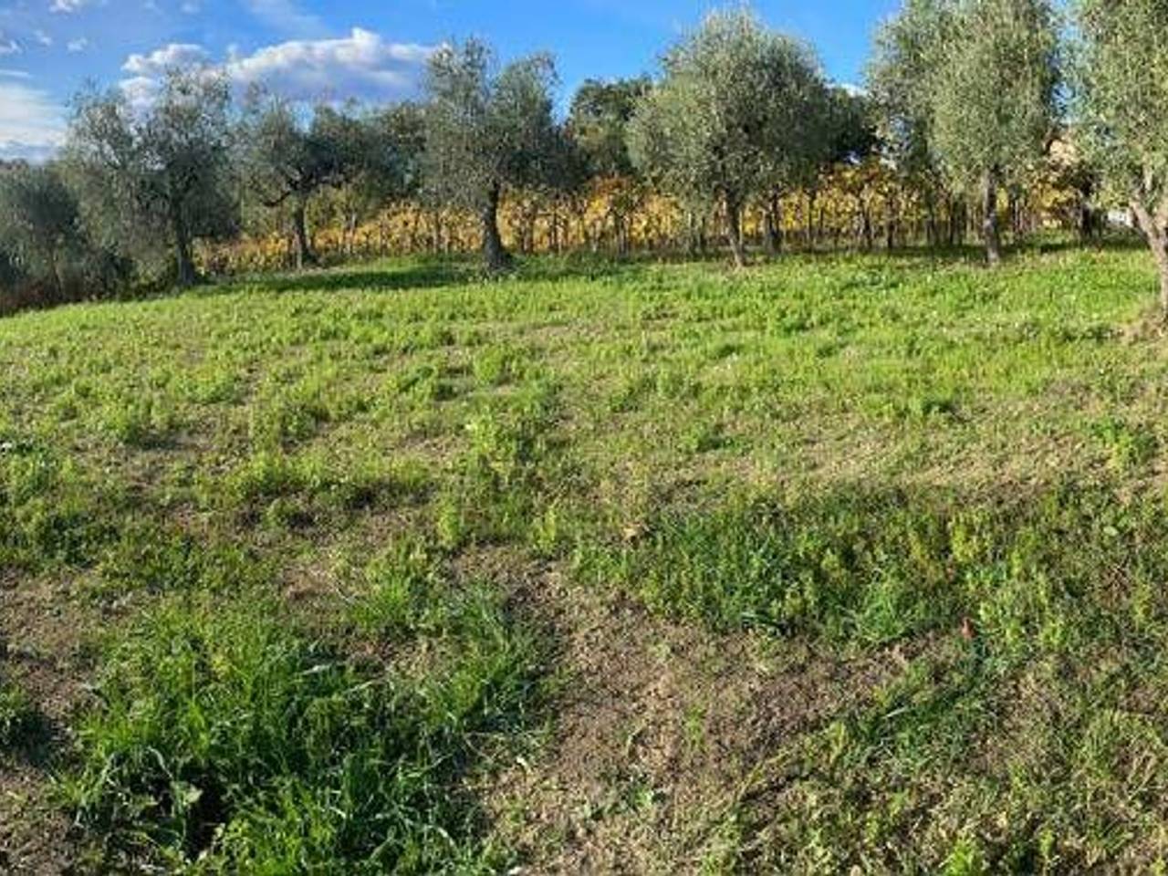 immagine annuncio 3 di 6