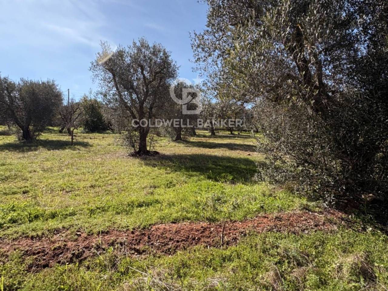 immagine annuncio 4 di 14