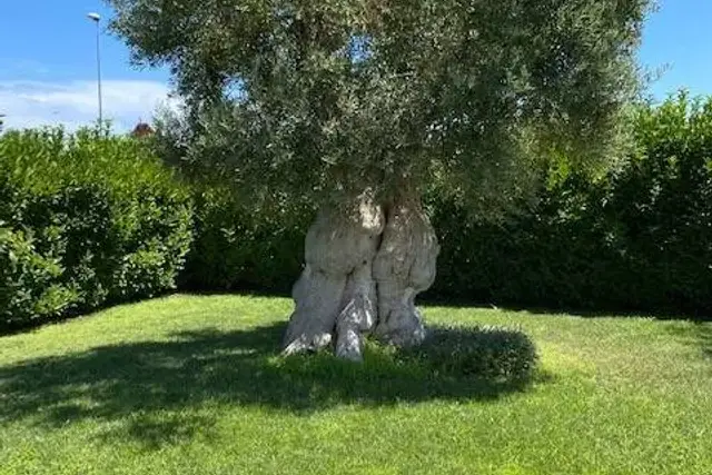 Villa in Strada Comunale De Nigris, Polignano a Mare - Foto 1