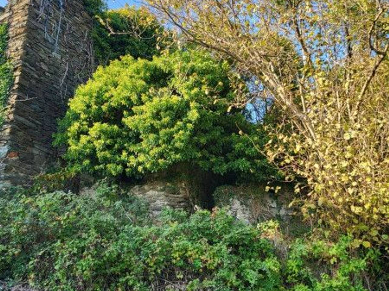 immagine annuncio 3 di 11