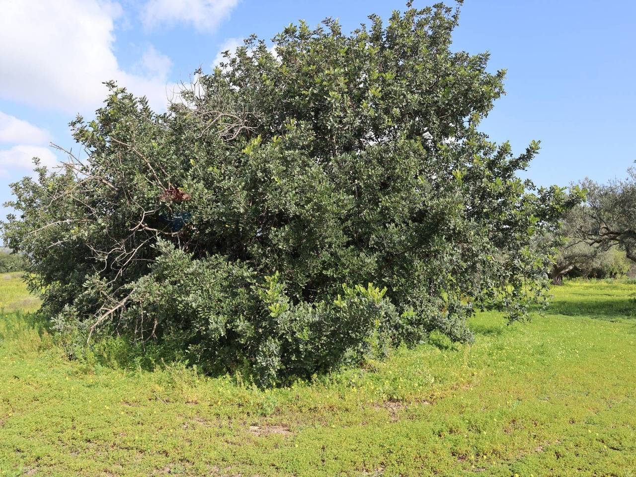 immagine annuncio 11 di 13