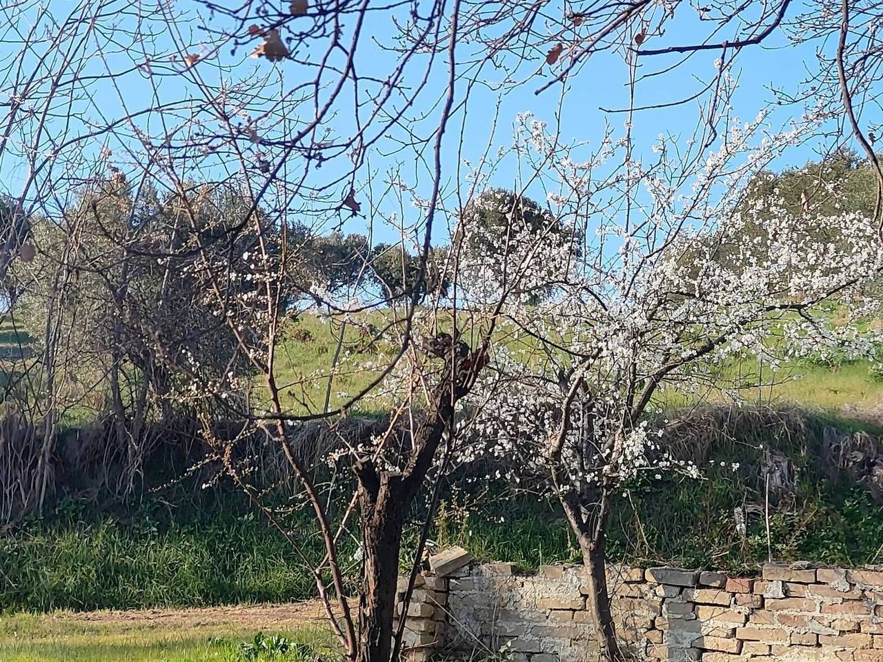 immagine annuncio 6 di 7