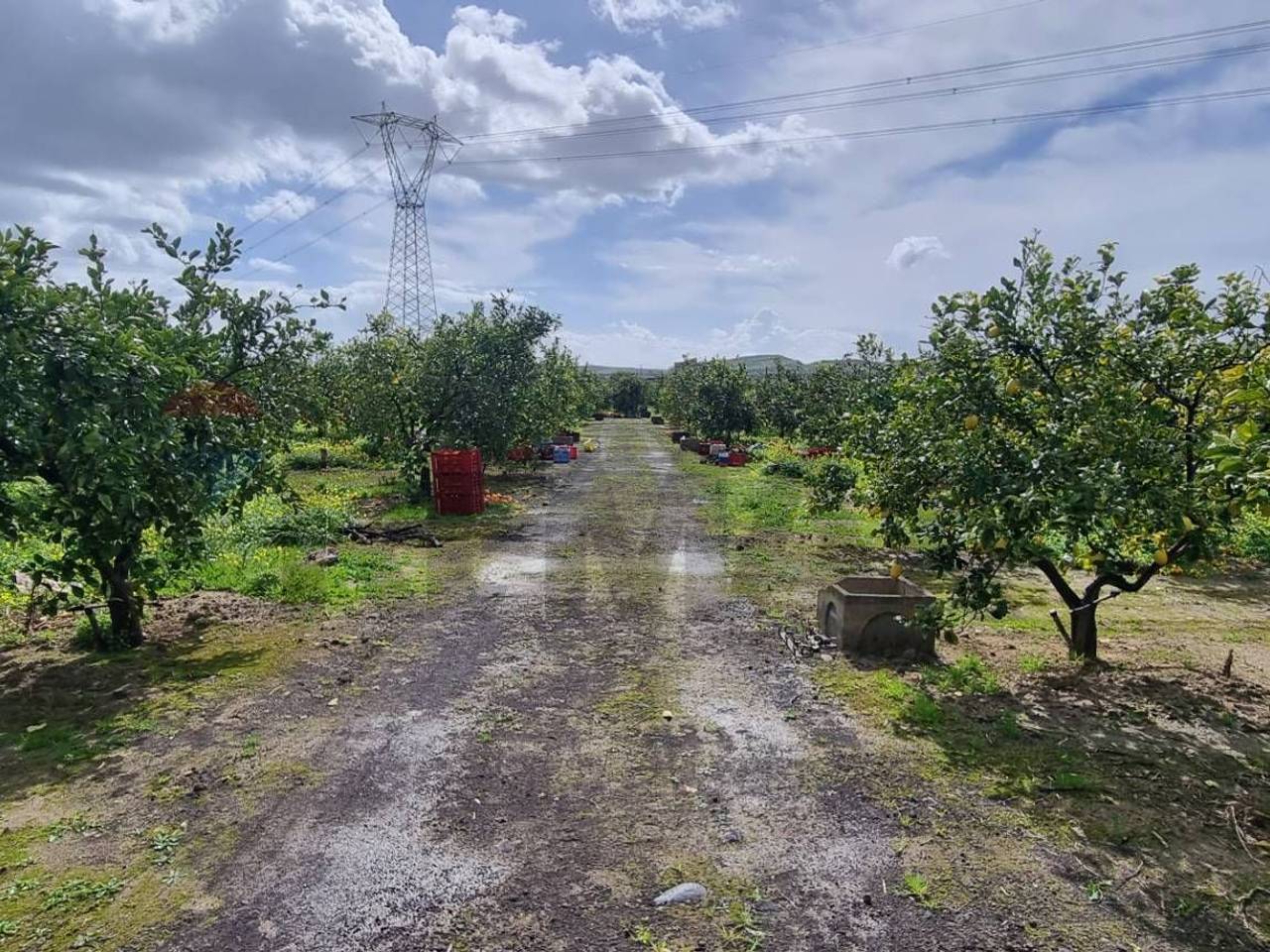 immagine annuncio 3 di 12