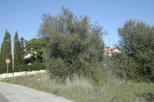 insertion image