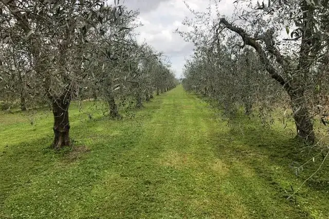 Agrargrundstück, Piombino - Foto 1