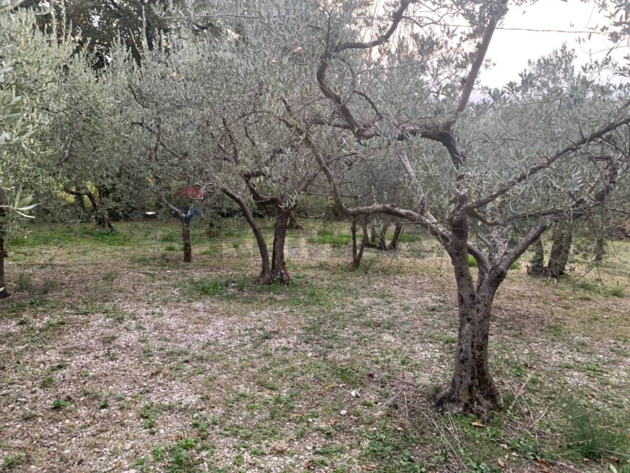 immagine annuncio 9 di 14