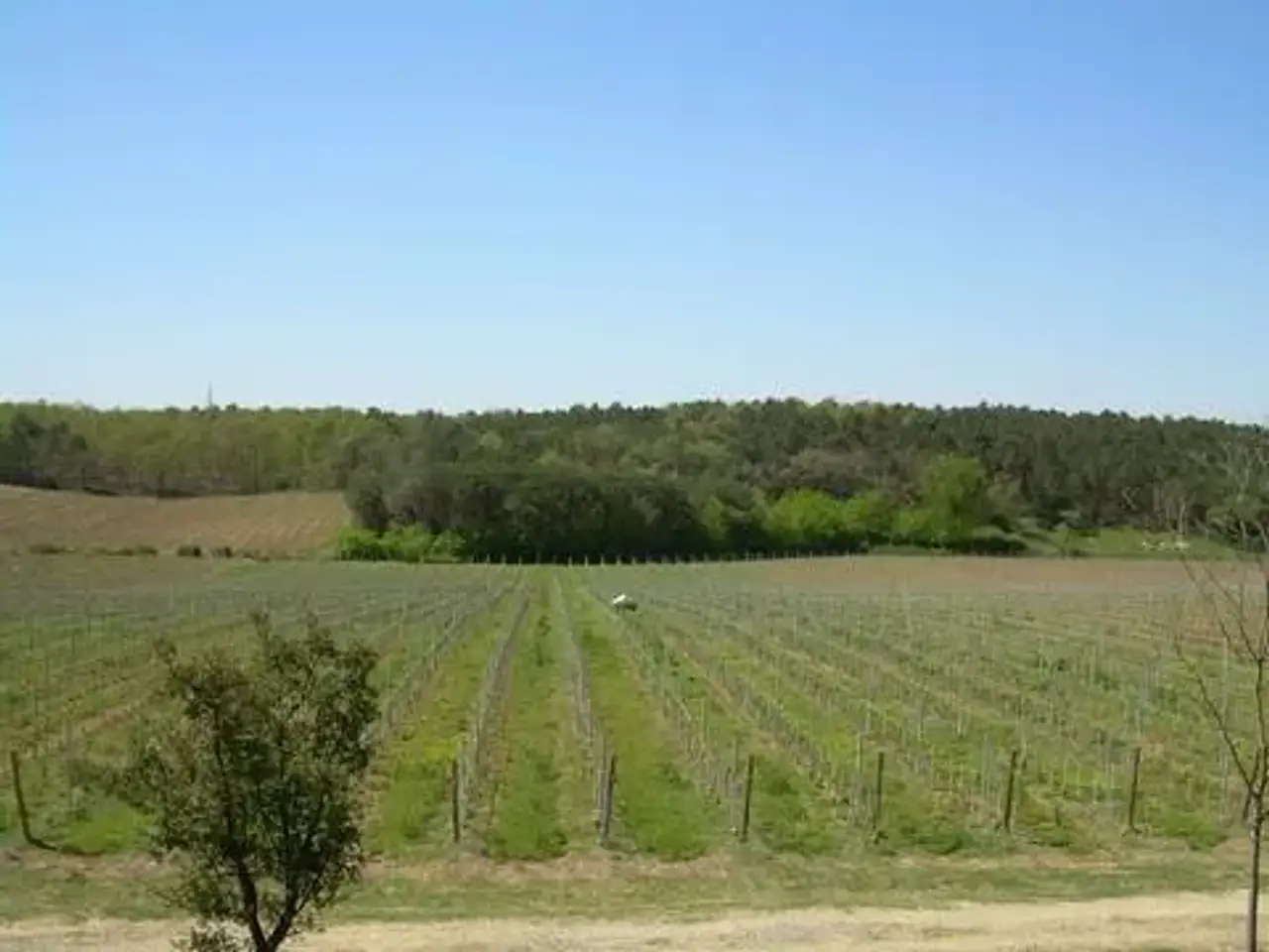 Azienda agricola in , Castiglione Del Lago, {3} - Foto 2