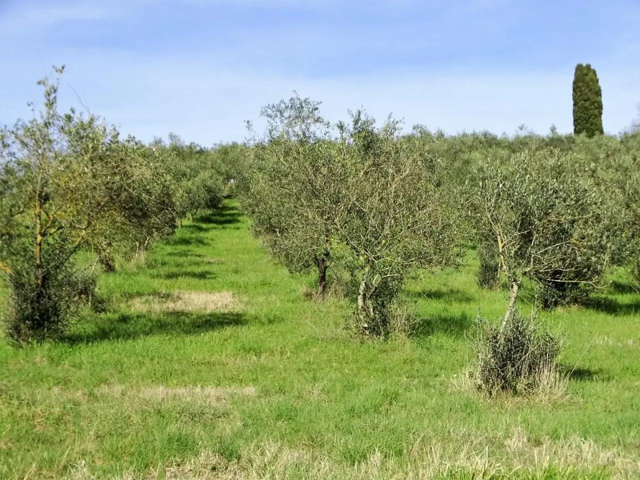 Azienda agricola in , San Miniato, {3} - Foto 2