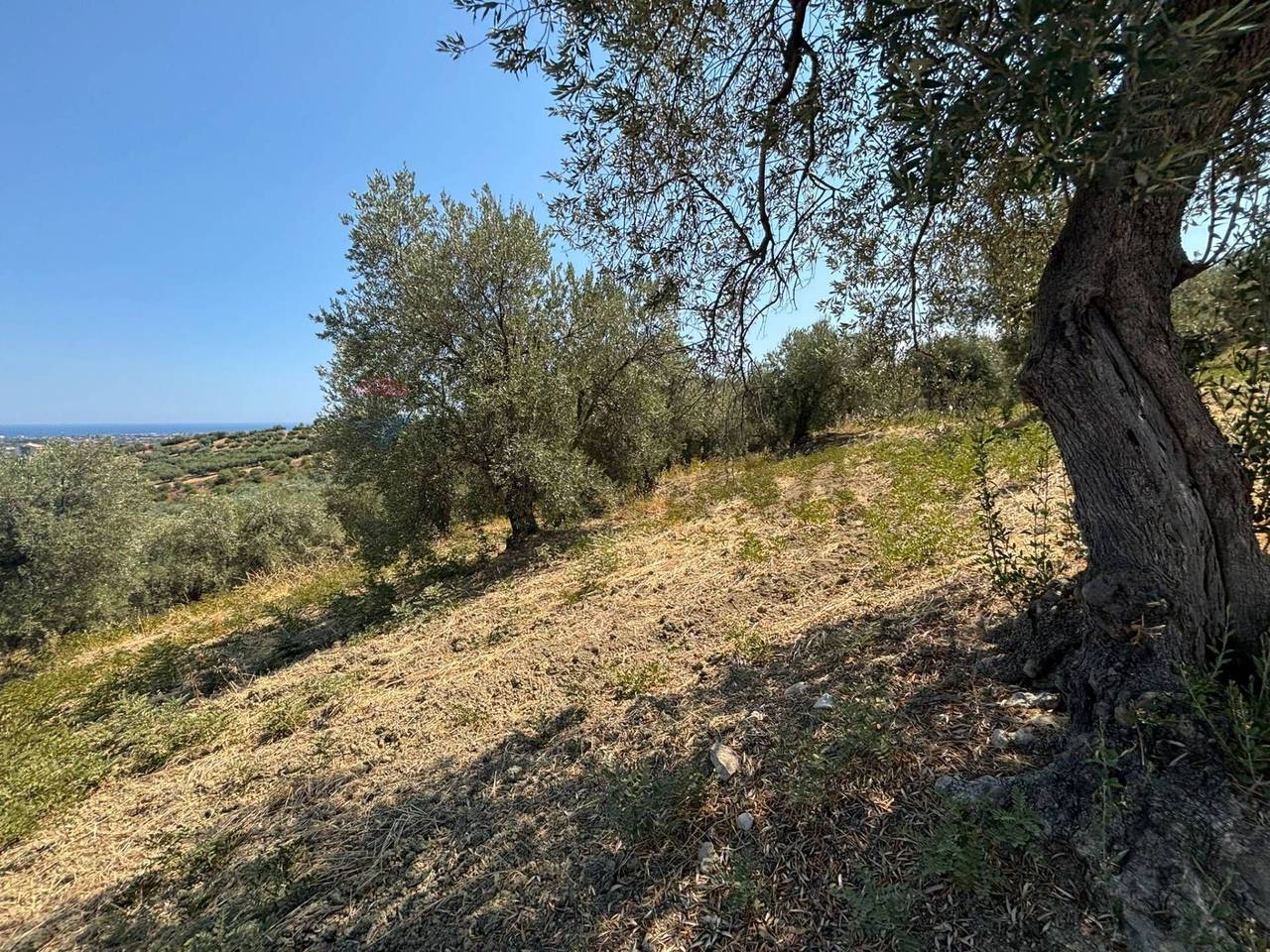 immagine annuncio 6 di 8