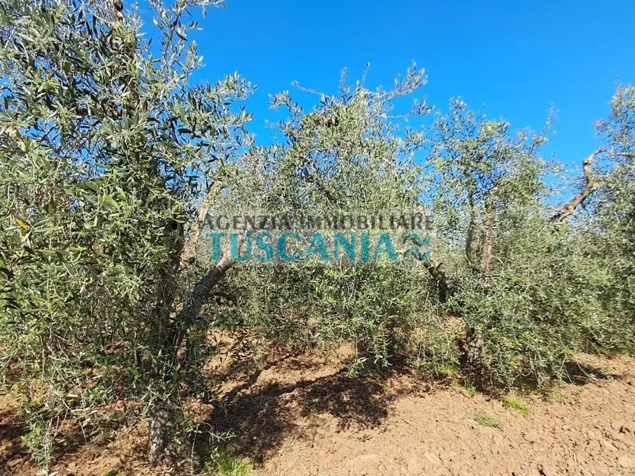 Azienda agricola in , Cecina, {3} - Foto 2