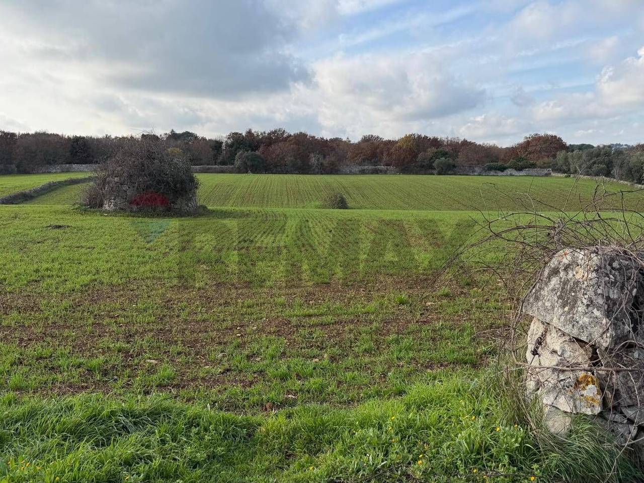 immagine annuncio 4 di 7