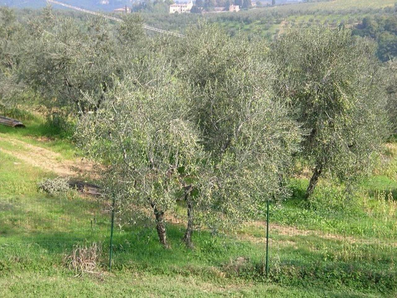 immagine annuncio 1 di 6