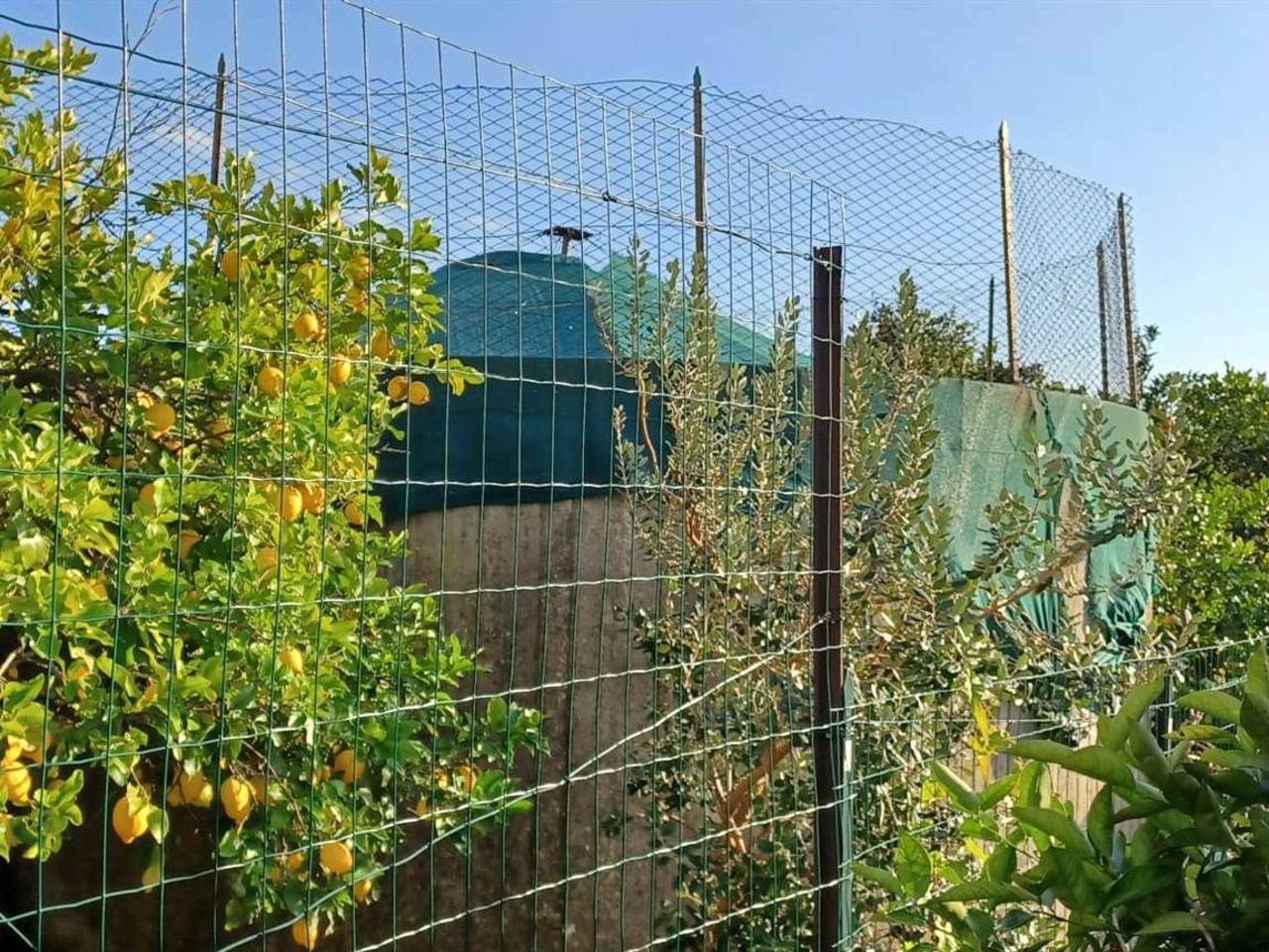 immagine annuncio 4 di 9