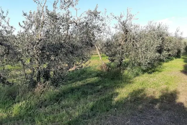 Agricultural land, Rosignano Marittimo - Photo 1