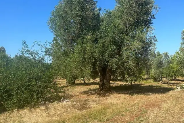 Building land in Contrada Pezza di Ferro 7, Ostuni - Photo 1