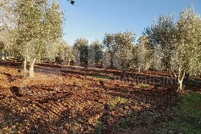 Building land in C.da Falgheri Sn, Ostuni - Photo 1