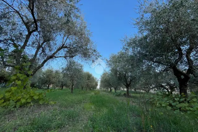 Agricultural land, Velletri - Photo 1