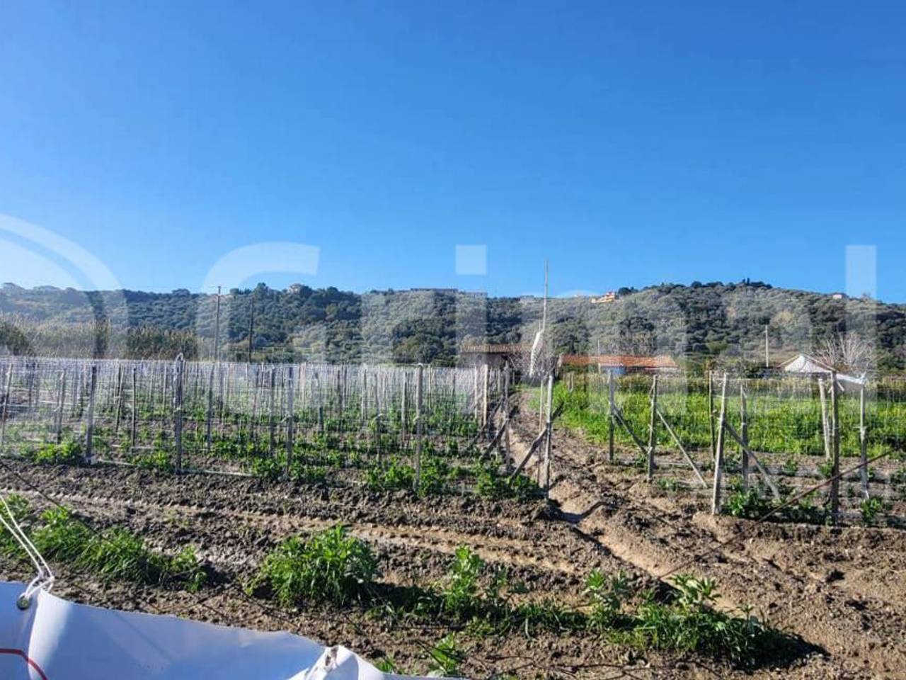 immagine annuncio 6 di 7