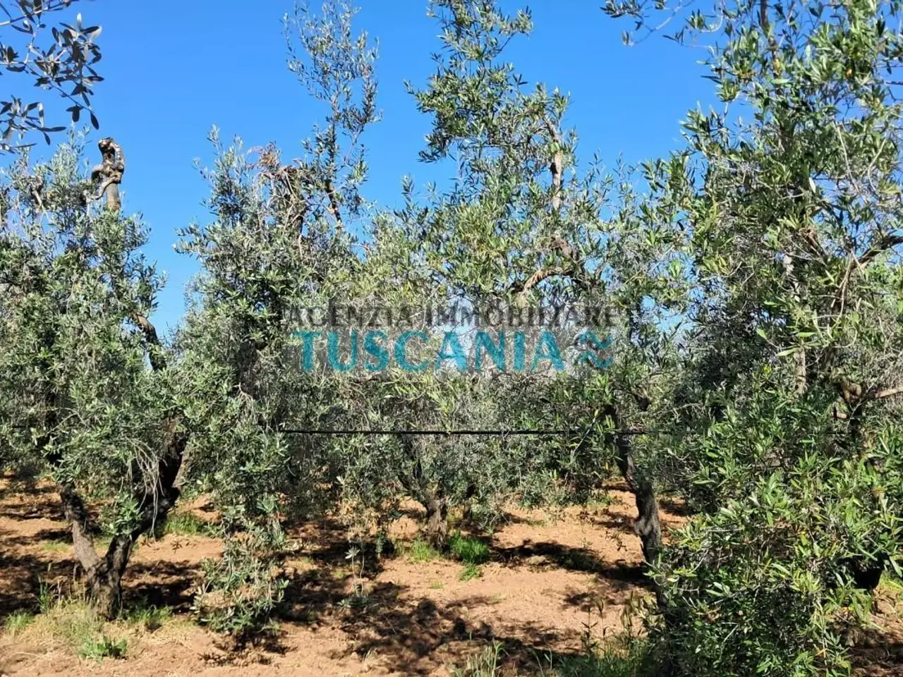 Azienda agricola in , Cecina, {3} - Foto 1