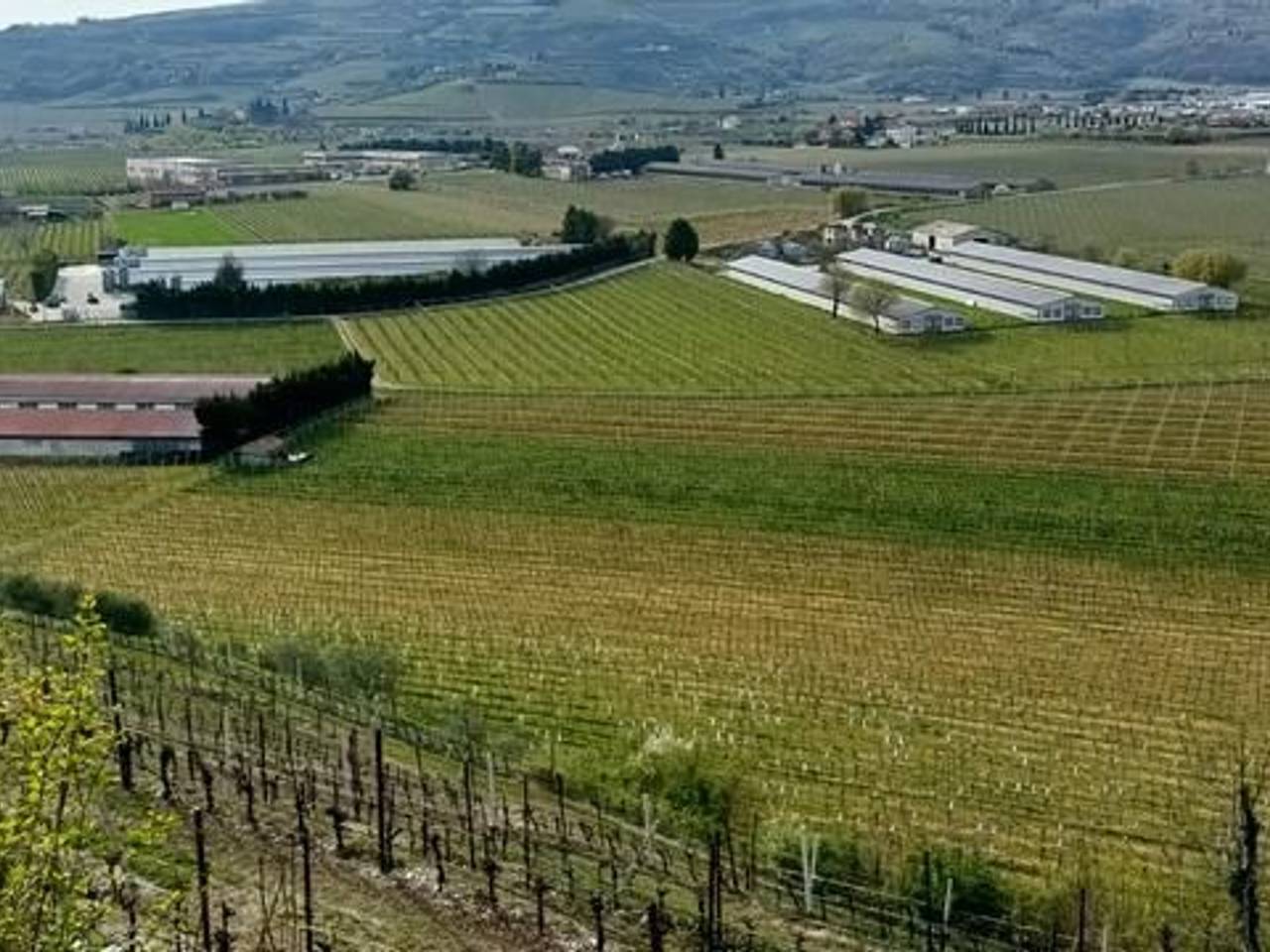 immagine annuncio 2 di 4