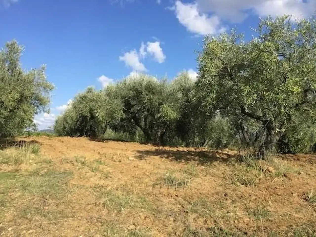Azienda agricola in , Lastra A Signa, {3} - Foto 1