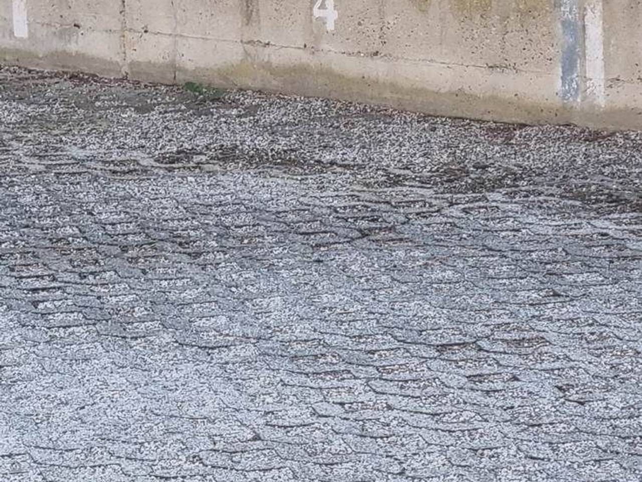 immagine annuncio 13 di 14