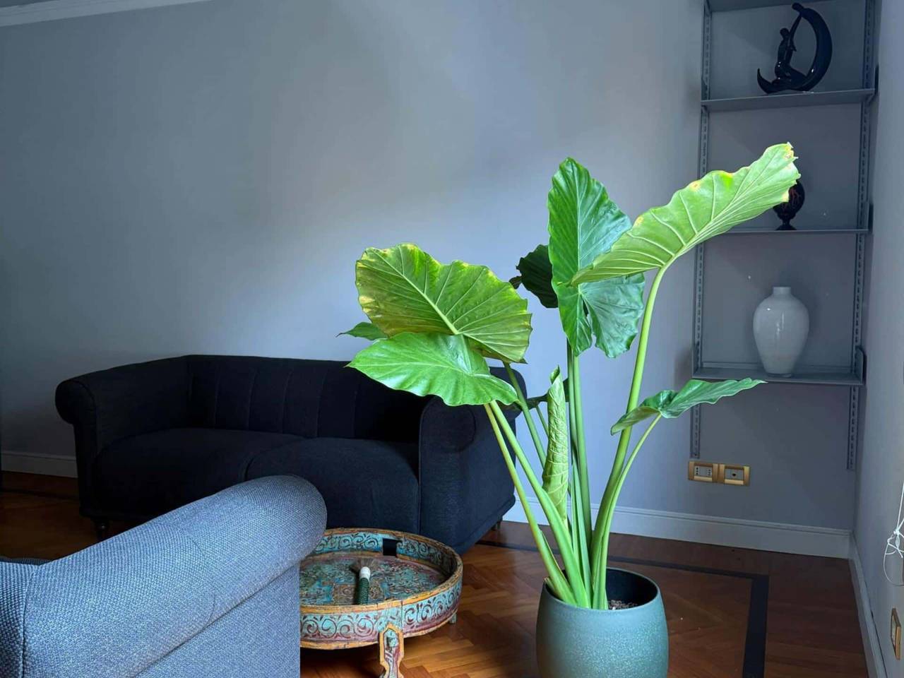 immagine annuncio 5 di 13