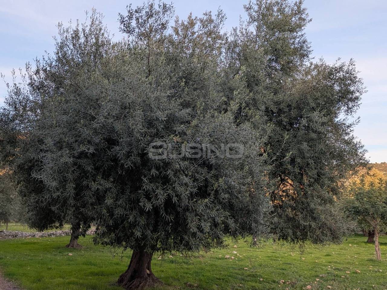immagine annuncio 2 di 14