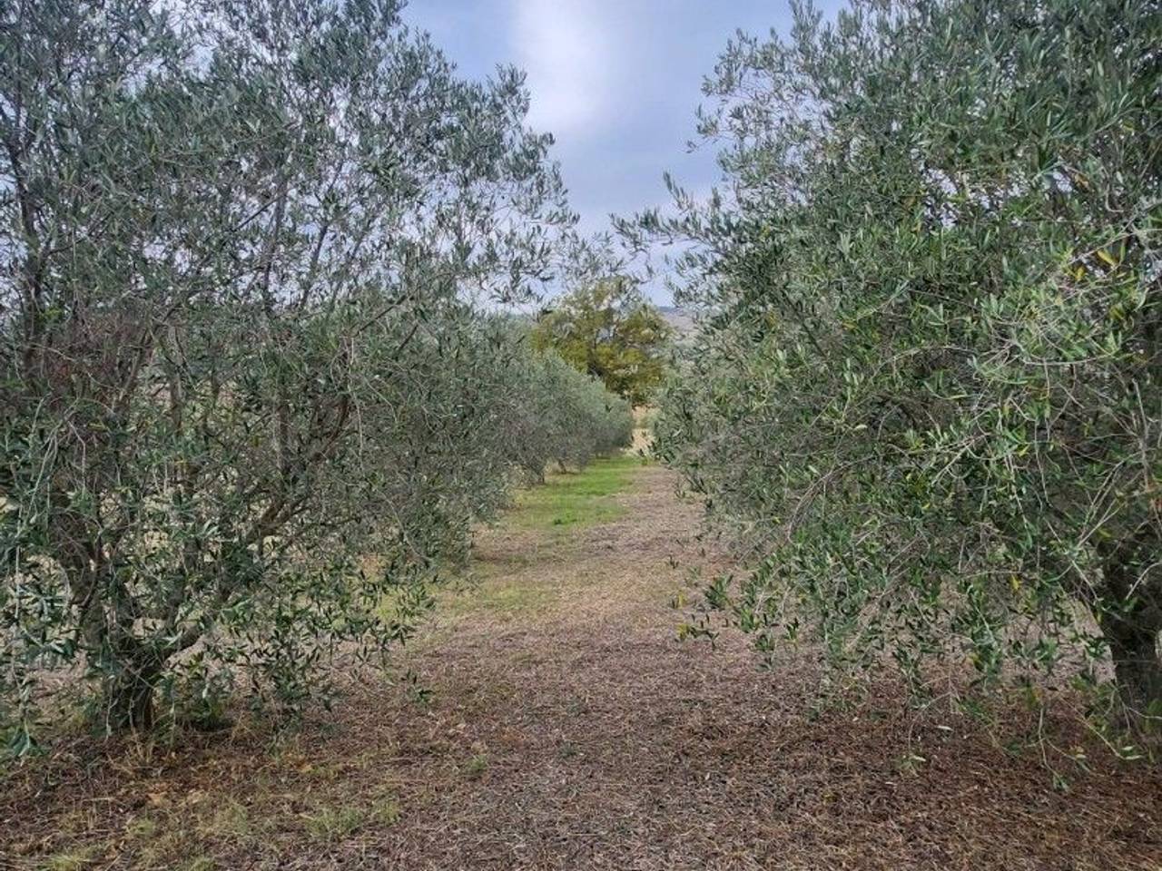 immagine annuncio 4 di 7