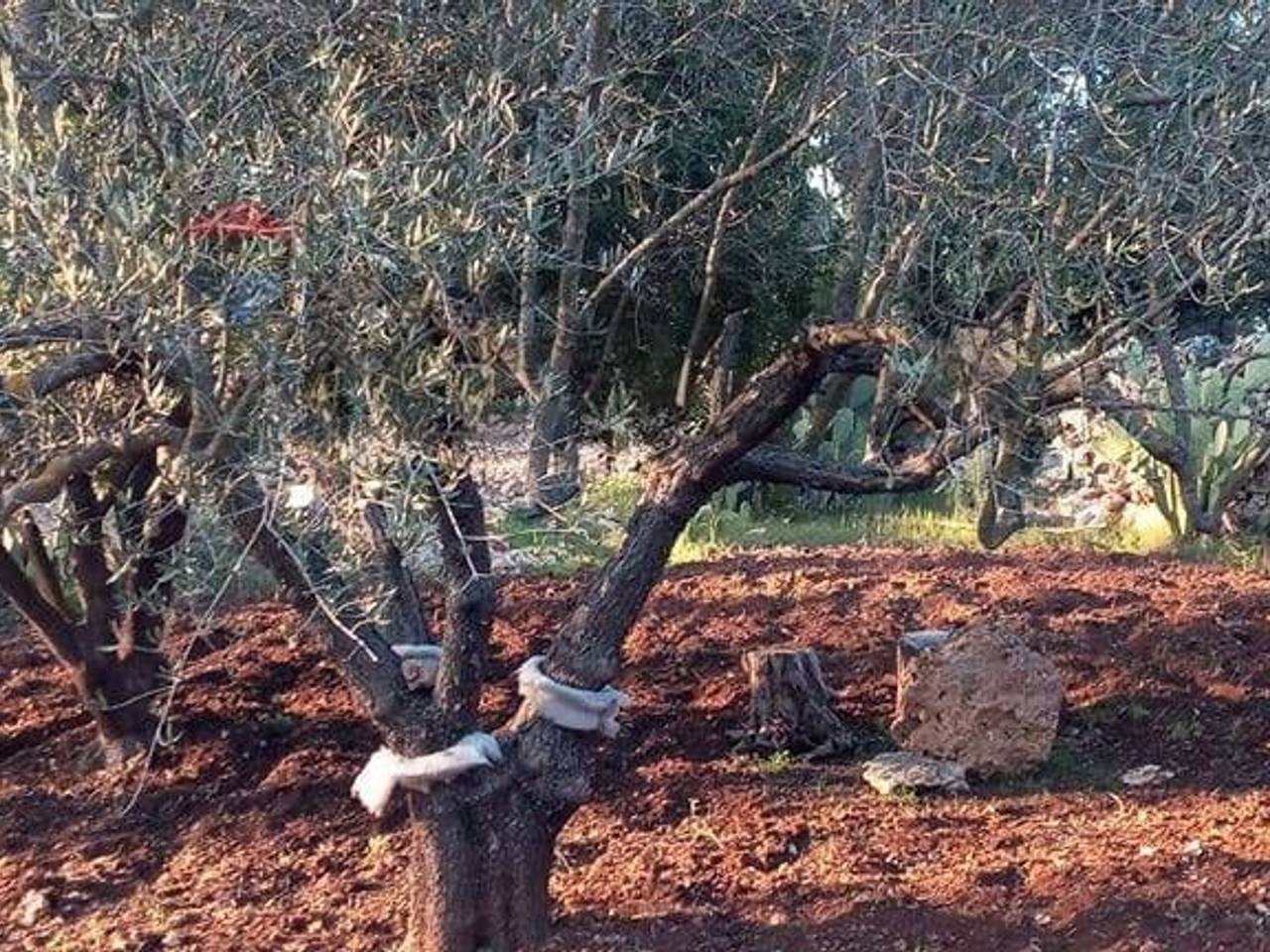 immagine annuncio 1 di 4