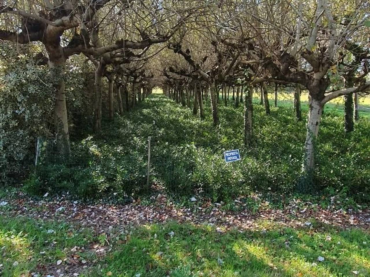 immagine annuncio 8 di 9