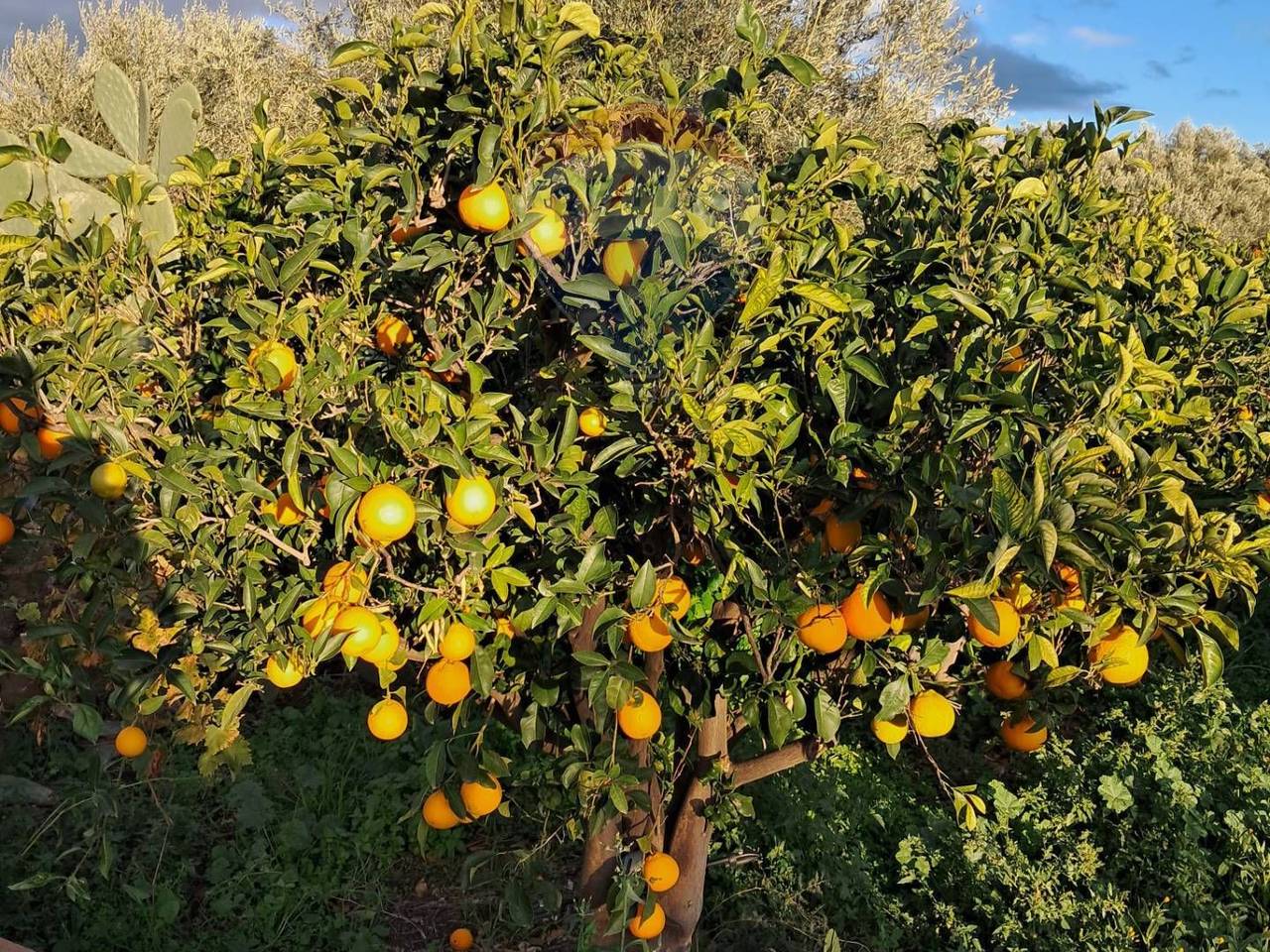 immagine annuncio 4 di 15