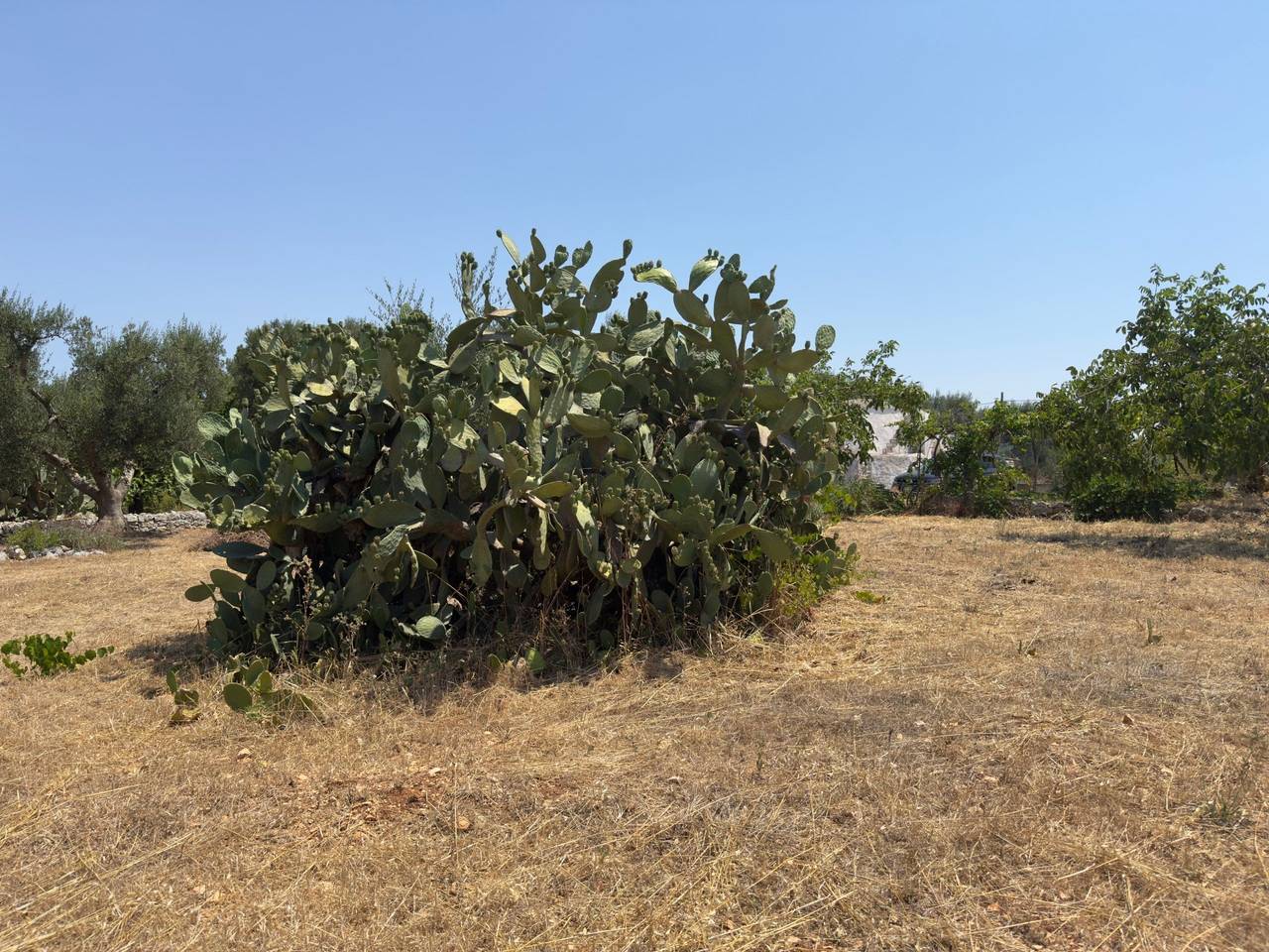 immagine annuncio 3 di 7