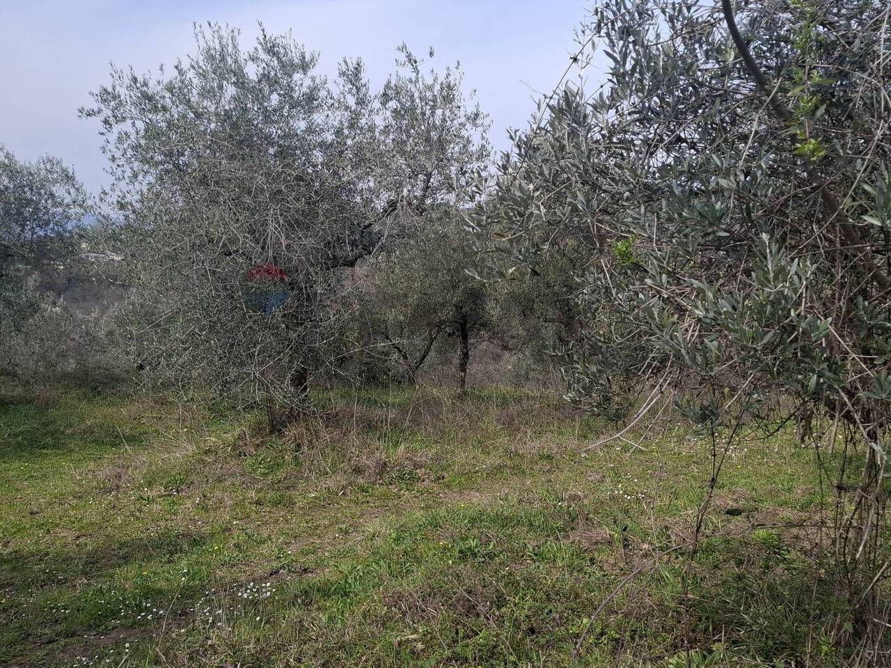 immagine annuncio 3 di 9