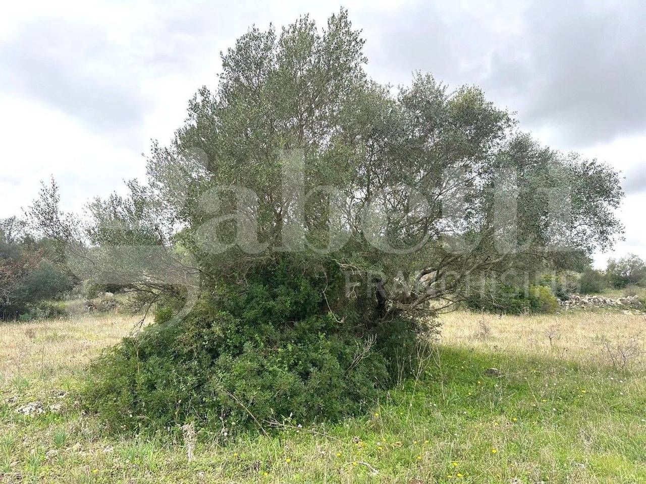 immagine annuncio 6 di 12