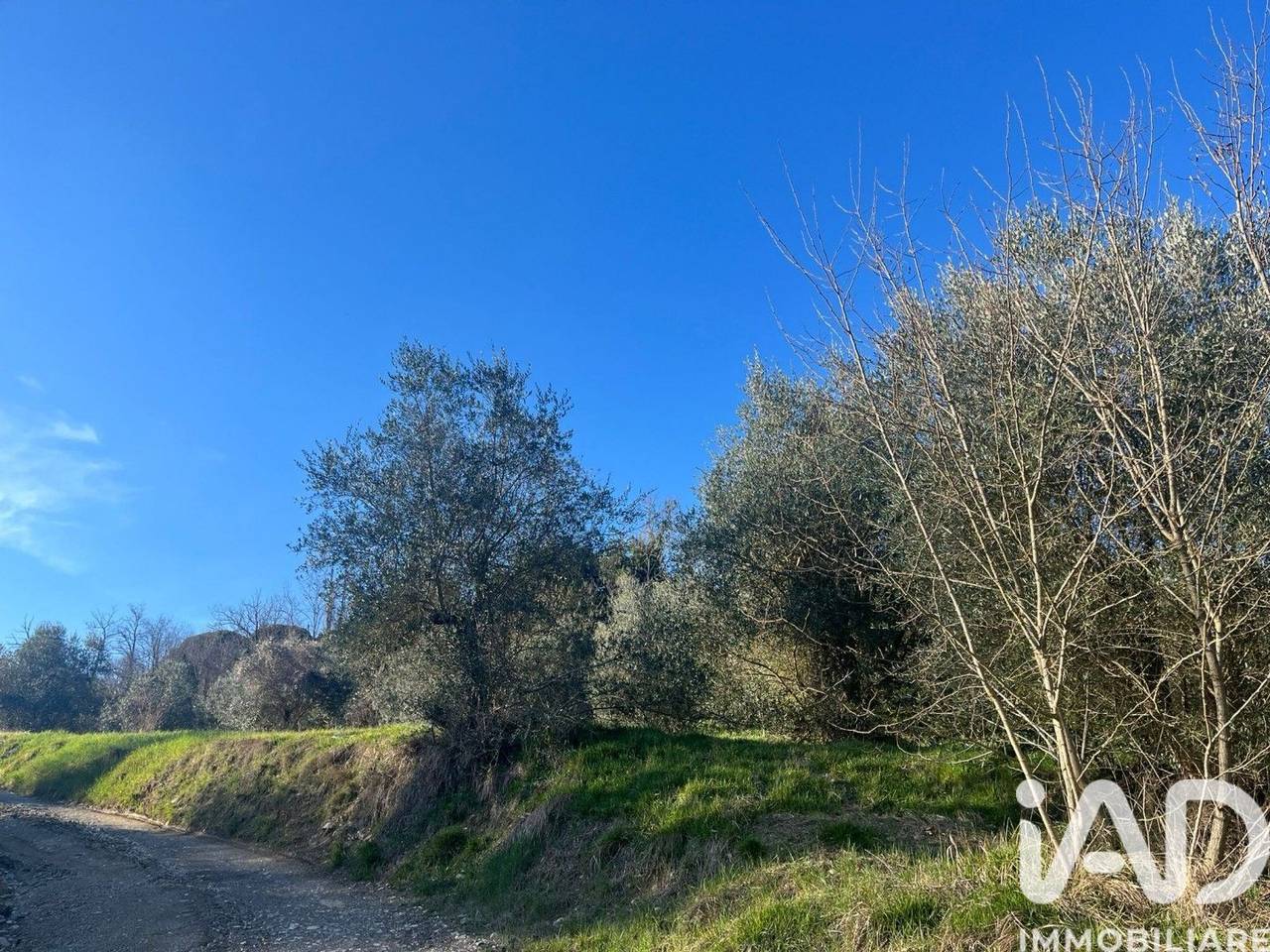 immagine annuncio 11 di 15