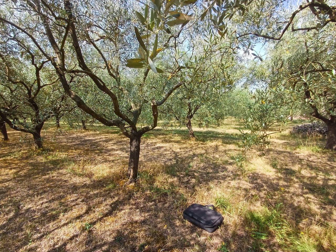 immagine annuncio 3 di 6