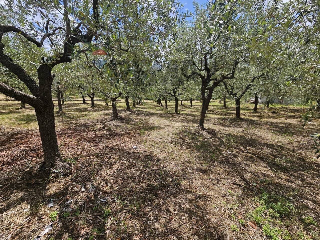 immagine annuncio 6 di 9