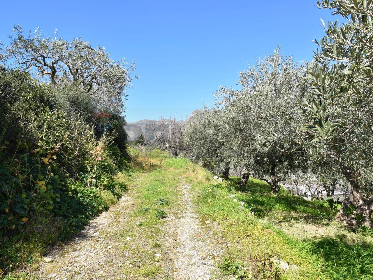 immagine annuncio 4 di 14