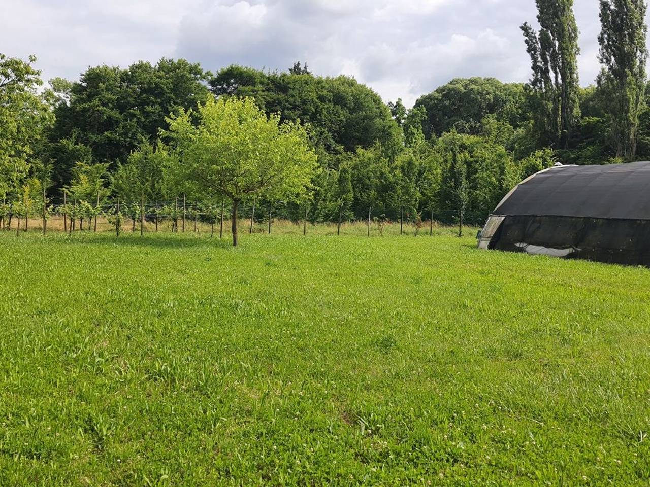 immagine annuncio 5 di 15