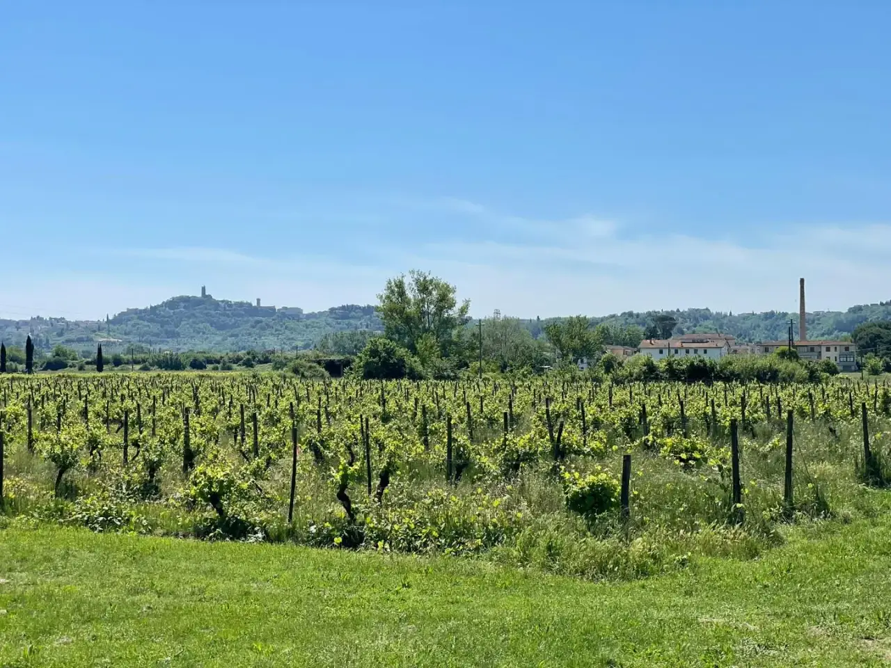 Azienda agricola in , San Miniato, {3} - Foto 2