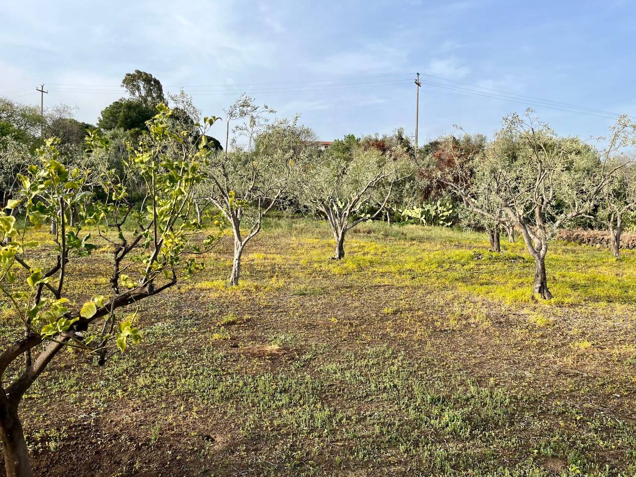 immagine annuncio 1 di 6