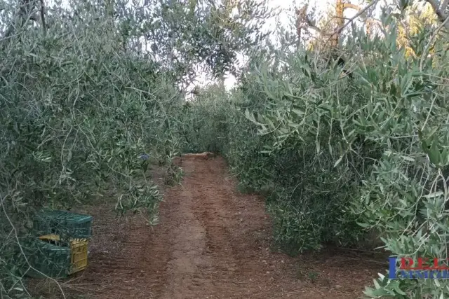 Agricultural land, Rosignano Marittimo - Photo 1