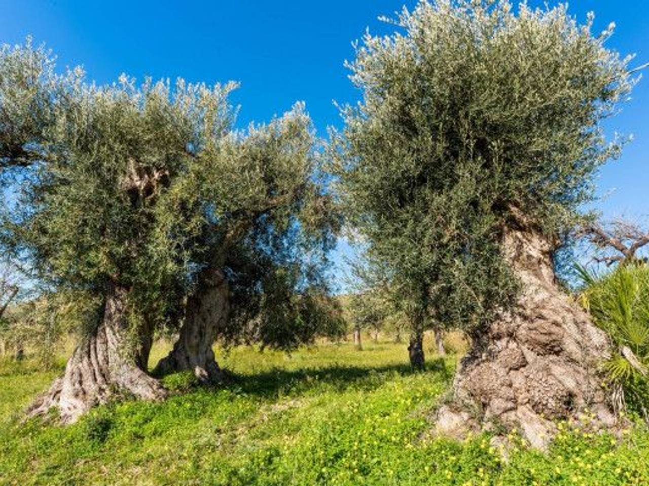 immagine annuncio 6 di 10