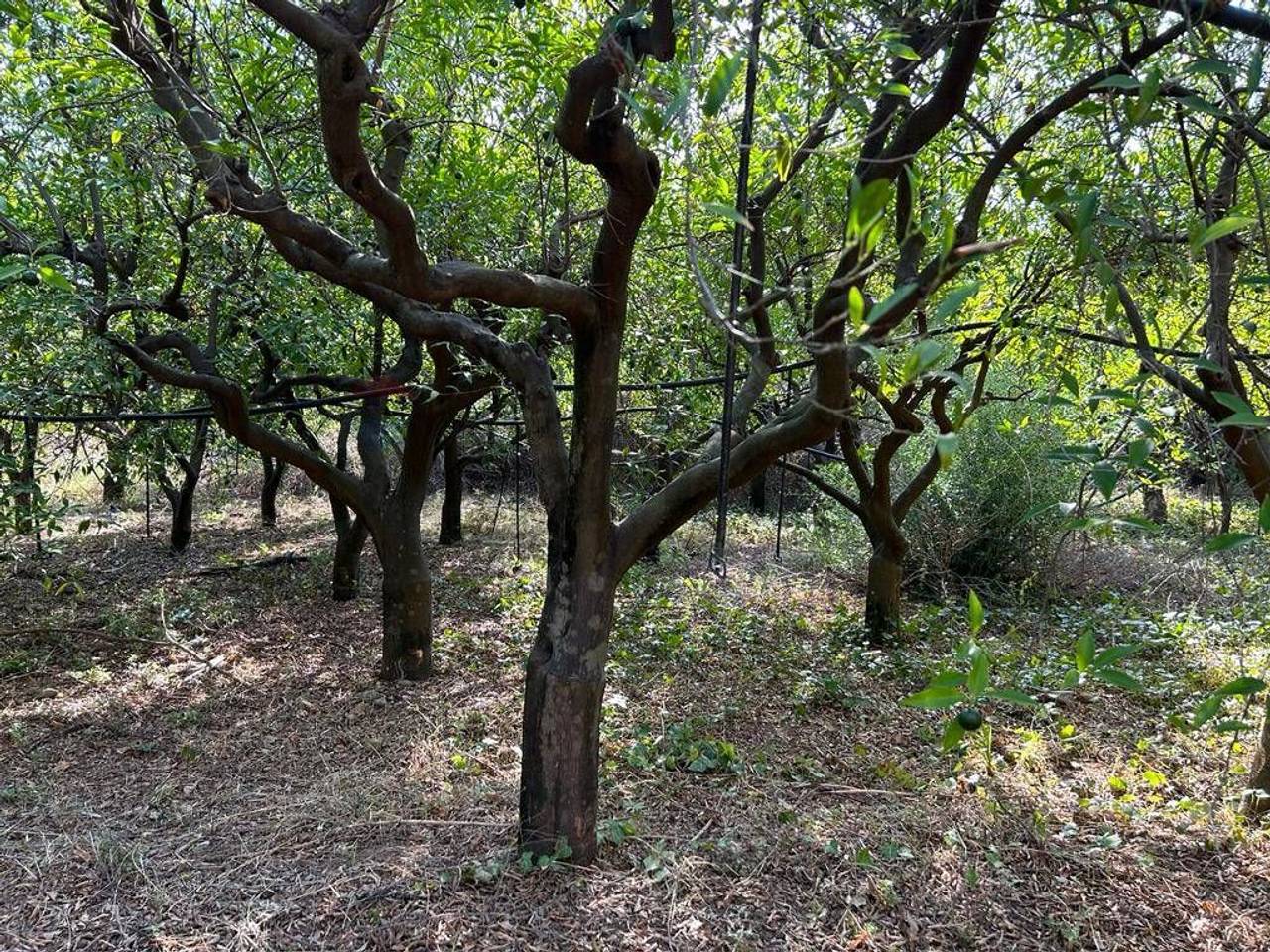 immagine annuncio 9 di 12