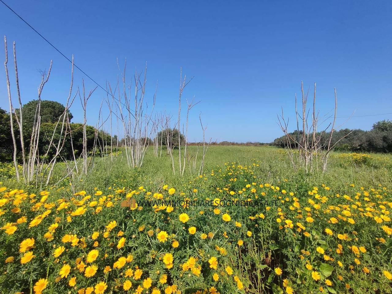 immagine annuncio 4 di 11