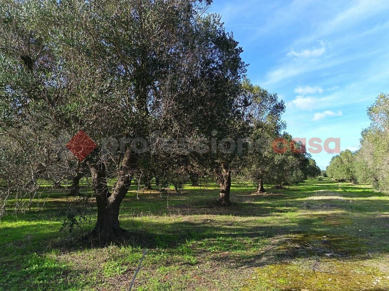 immagine annuncio 6 di 10