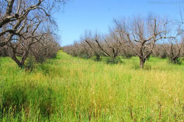 Terreno agricolo in Strada Vicinale Palombara, Salve - Foto 1