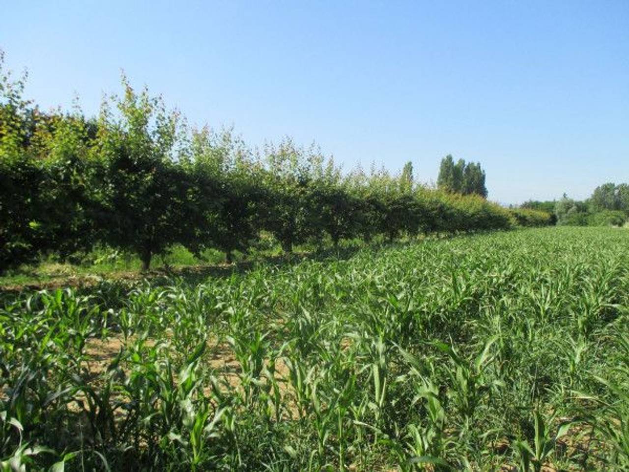 immagine annuncio 9 di 11