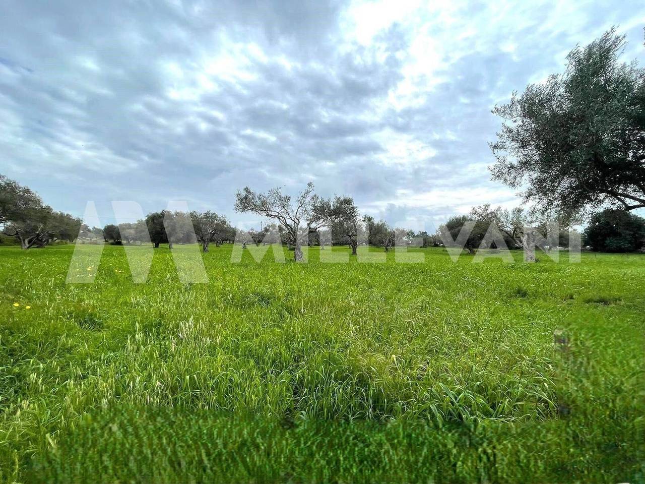 immagine annuncio 9 di 12